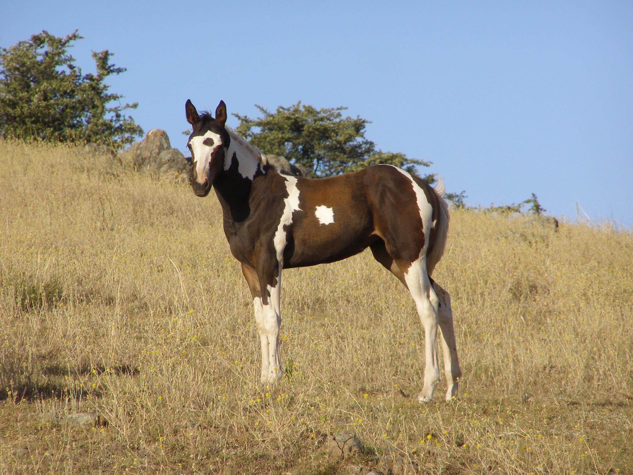 Sunrise Cutting Horses - Coloured Stallion